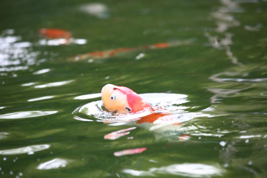 KEN Rimba Condominium 1